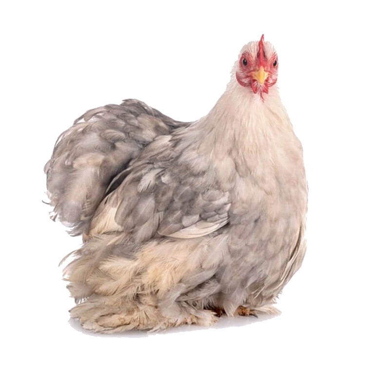 Cochin kriel (2 stuks)