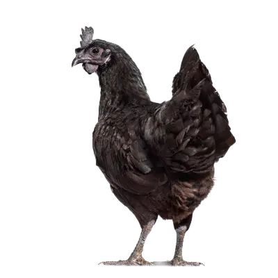 Ayam Cemani (1 stuks)