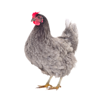 Azure Landes (1 stuks)