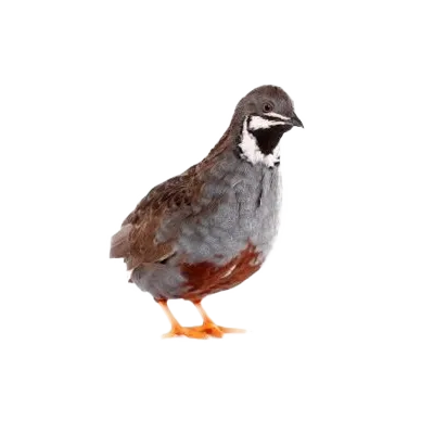 Chinese dwergkwartel (2 stuks)