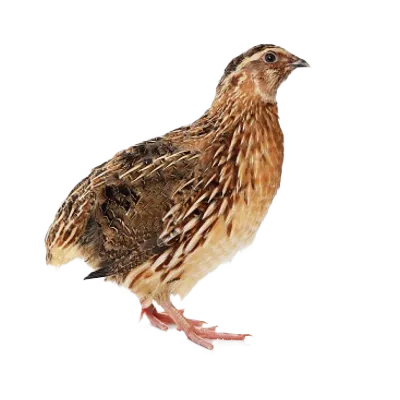 Jumbo japanse kwartel (2 stuks)