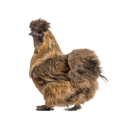 Zijdehoen Half-kriel div. kleuren (1 stuks)